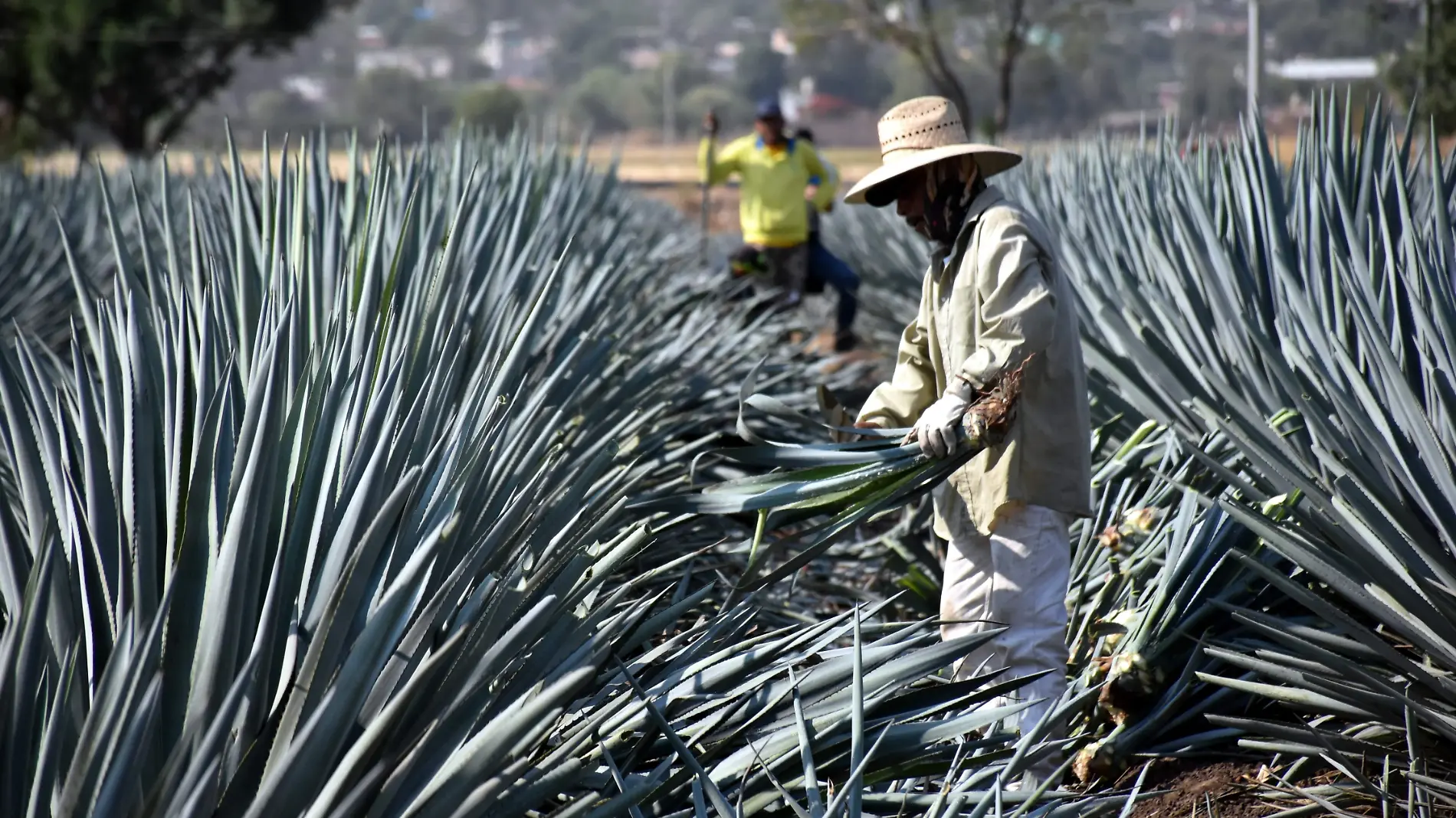 AGAVE (1)